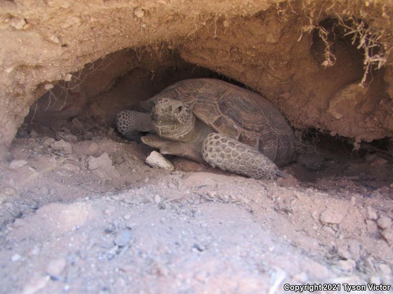 Desert Tortoise (Gopherus agassizii)