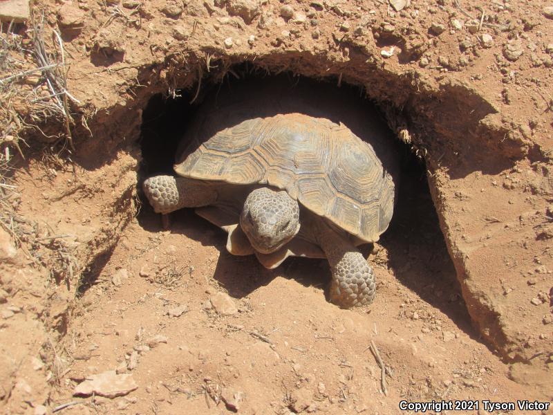 Desert Tortoise (Gopherus agassizii)