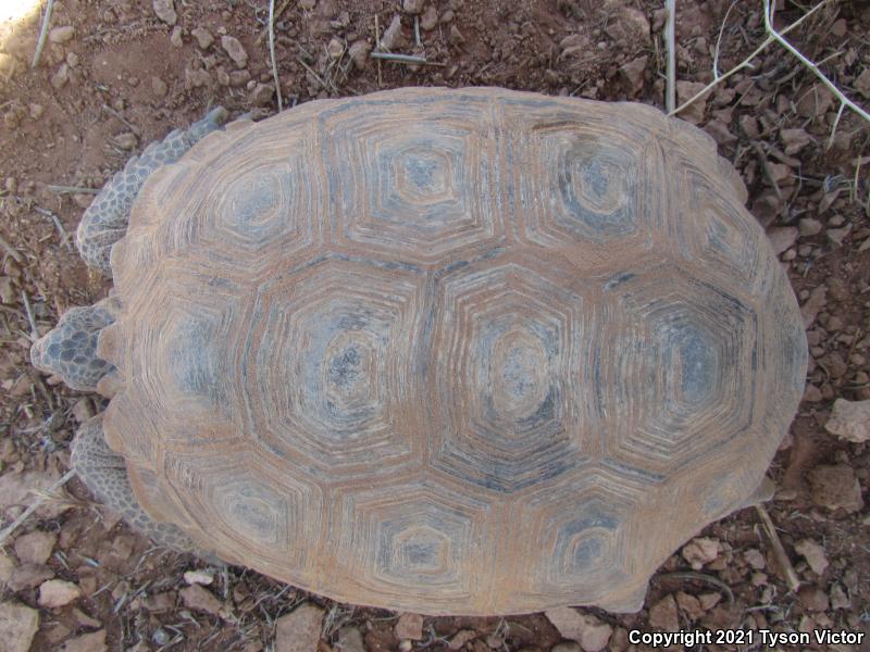 Desert Tortoise (Gopherus agassizii)