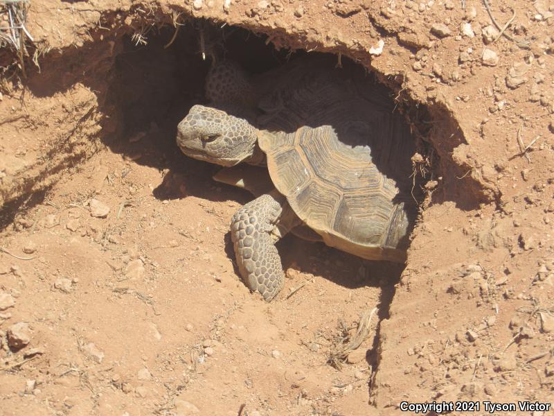 Desert Tortoise (Gopherus agassizii)