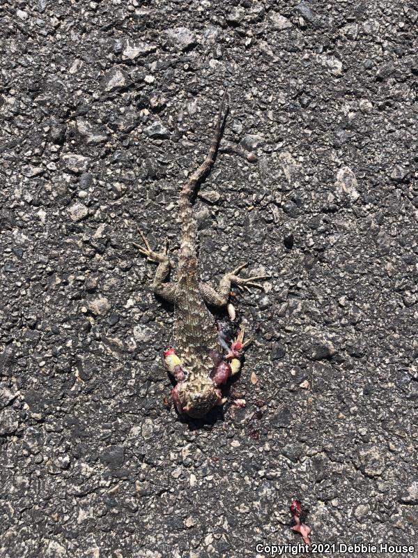 Great Basin Fence Lizard (Sceloporus occidentalis longipes)