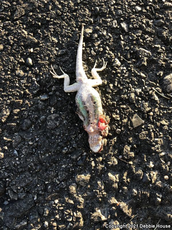 Great Basin Fence Lizard (Sceloporus occidentalis longipes)