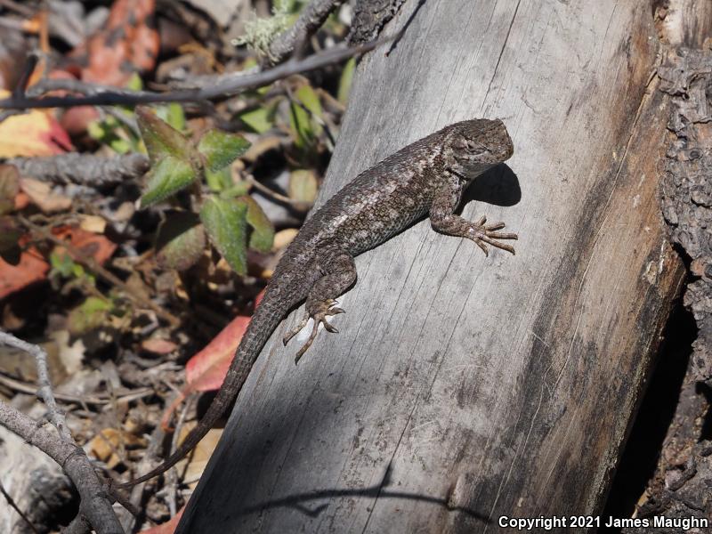 Coast Range Fence Lizard (Sceloporus occidentalis bocourtii)