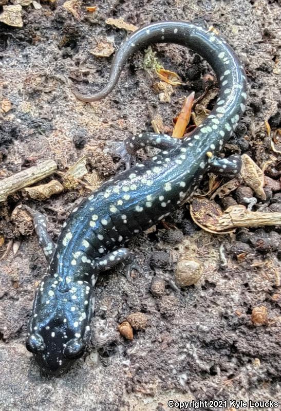 Northern Slimy Salamander (Plethodon glutinosus)