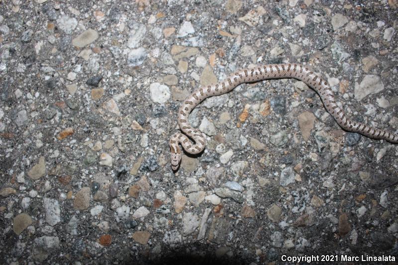 Mojave Glossy Snake (Arizona elegans candida)