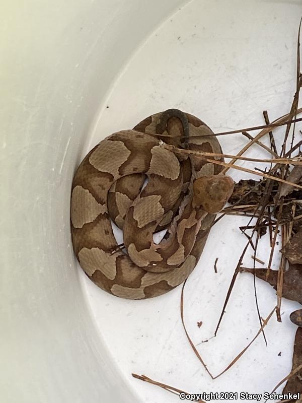 Copperhead (Agkistrodon contortrix)