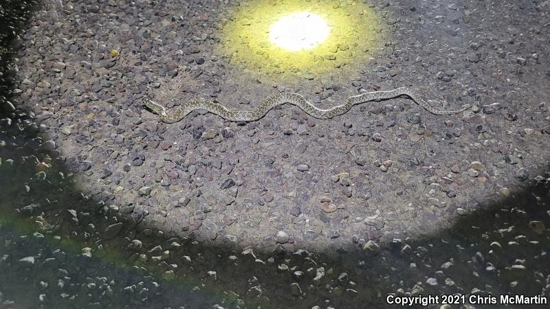 Glossy Snake (Arizona elegans)