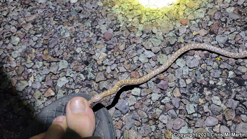 Glossy Snake (Arizona elegans)