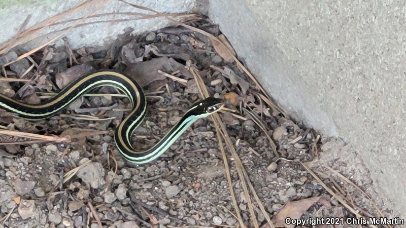 Gulf Coast Ribbonsnake (Thamnophis proximus orarius)