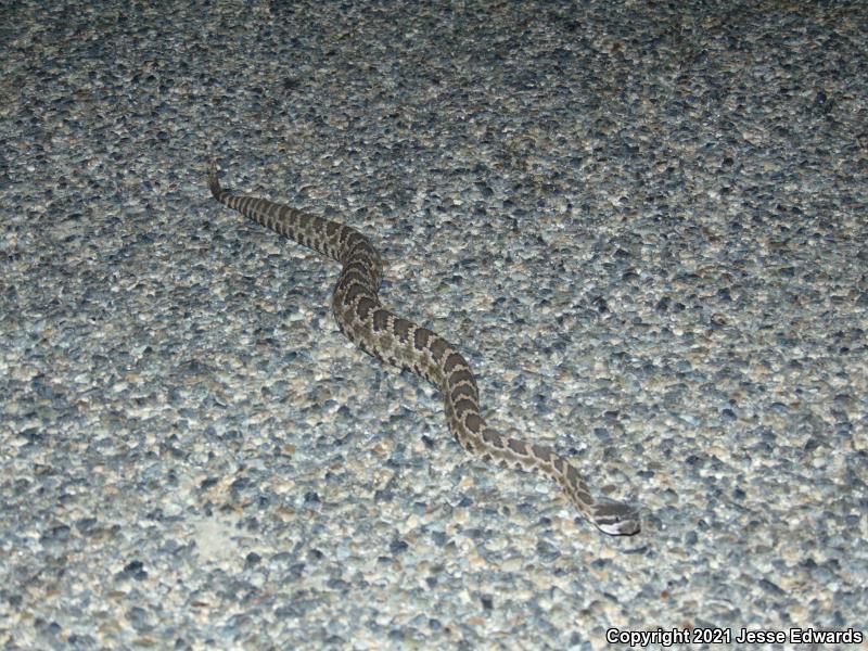 Southern Pacific Rattlesnake (Crotalus oreganus helleri)