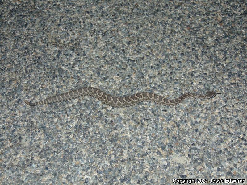 Southern Pacific Rattlesnake (Crotalus oreganus helleri)