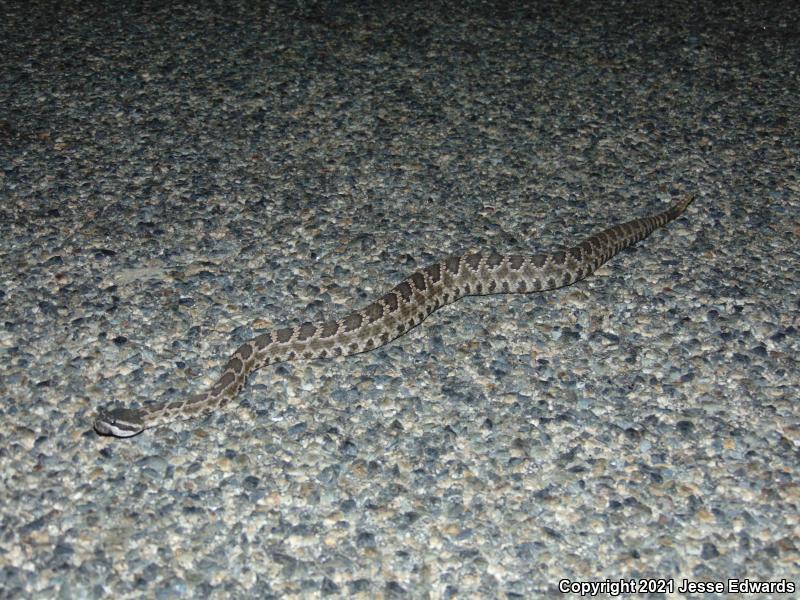 Southern Pacific Rattlesnake (Crotalus oreganus helleri)