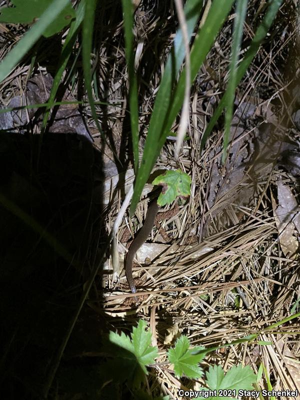 Eastern Wormsnake (Carphophis amoenus)