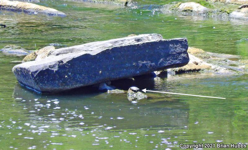 Western Pond Turtle (Actinemys marmorata)