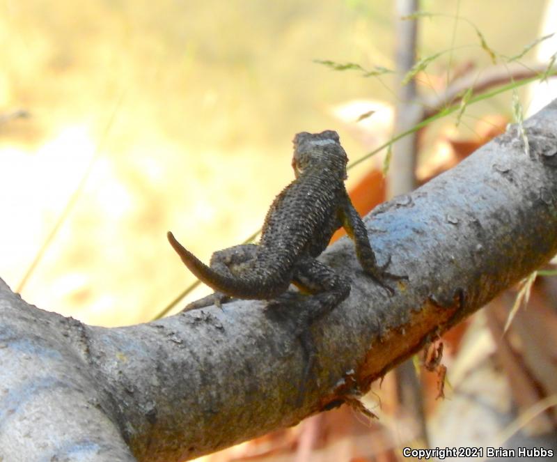 Coast Range Fence Lizard (Sceloporus occidentalis bocourtii)