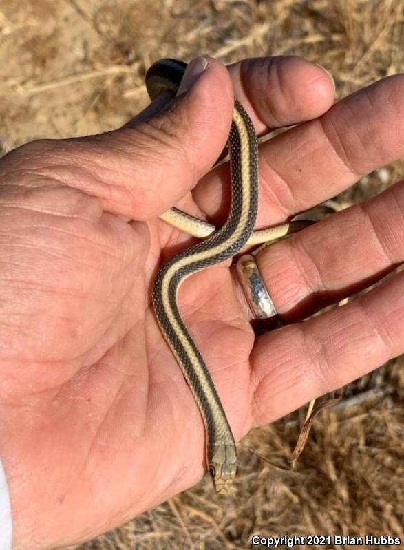 Coast Patch-nosed Snake (Salvadora hexalepis virgultea)