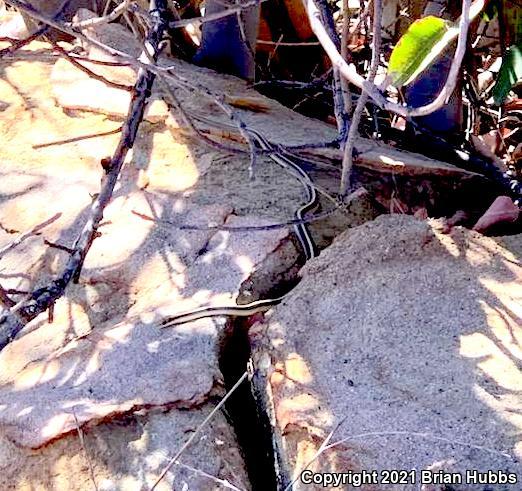 Coast Patch-nosed Snake (Salvadora hexalepis virgultea)