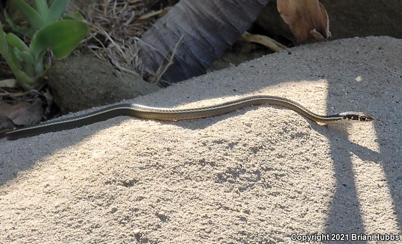 California Striped Racer (Coluber lateralis lateralis)