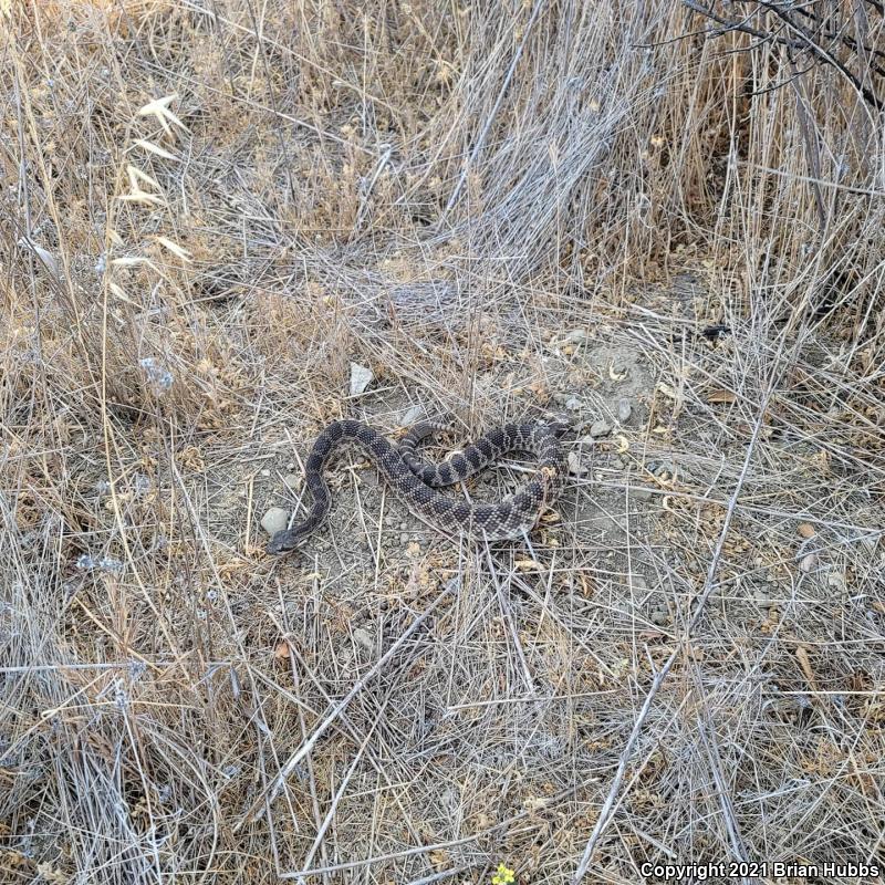 Southern Pacific Rattlesnake (Crotalus oreganus helleri)