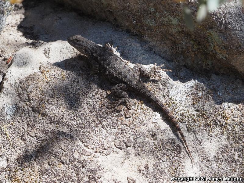 Coast Range Fence Lizard (Sceloporus occidentalis bocourtii)