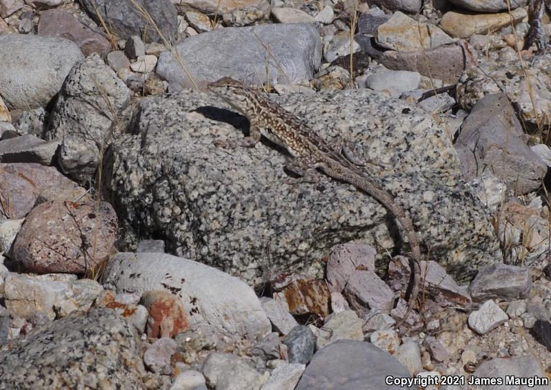 Western Side-blotched Lizard (Uta stansburiana elegans)