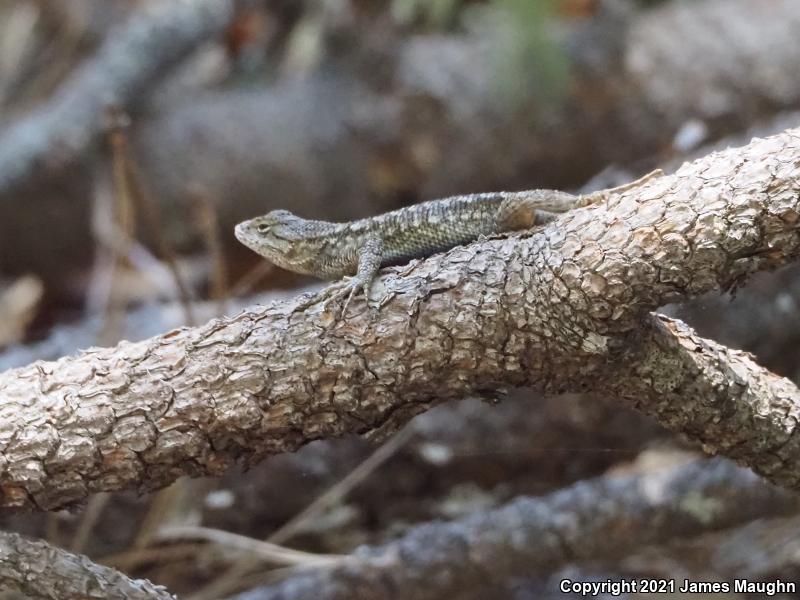 Coast Range Fence Lizard (Sceloporus occidentalis bocourtii)