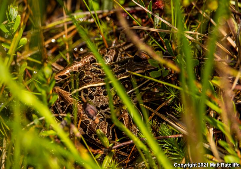 Southern Leopard Frog (Lithobates sphenocephalus utricularius)