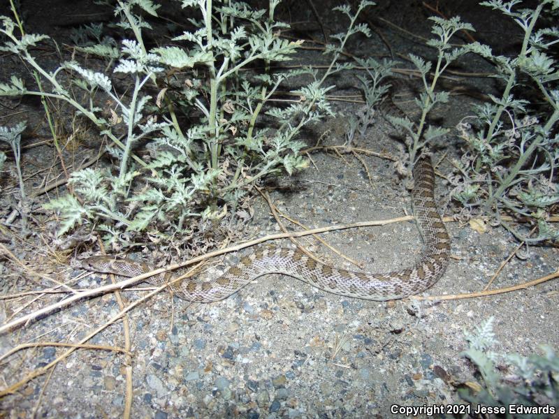 Glossy Snake (Arizona elegans)