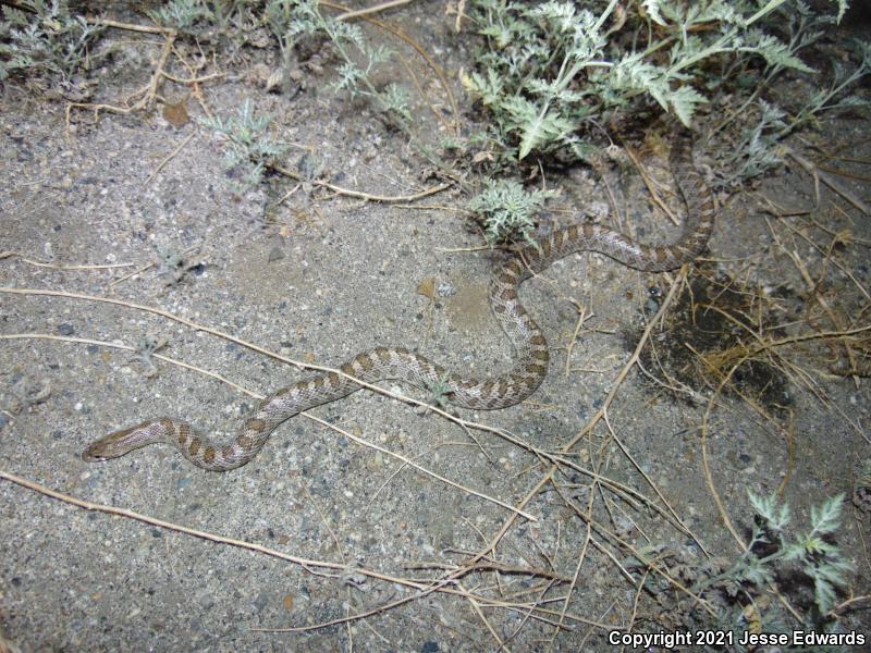 Glossy Snake (Arizona elegans)