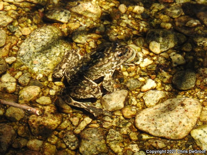 Southern Mountain Yellow-legged Frog (Rana muscosa)