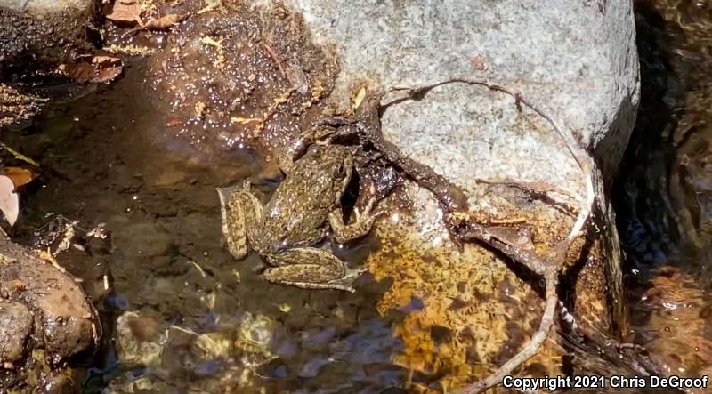 Southern Mountain Yellow-legged Frog (Rana muscosa)