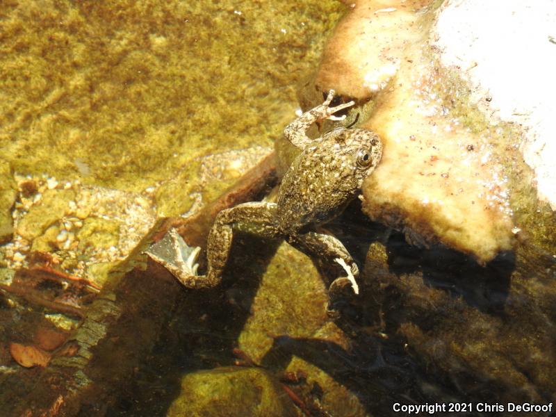 Southern Mountain Yellow-legged Frog (Rana muscosa)