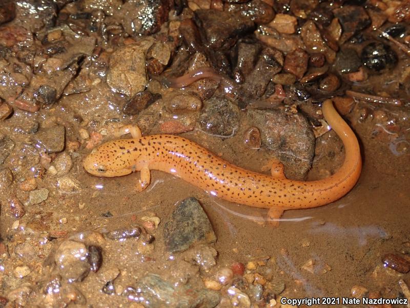 Northern Red Salamander (Pseudotriton ruber ruber)