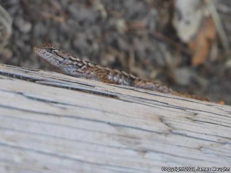 Coast Range Fence Lizard (Sceloporus occidentalis bocourtii)