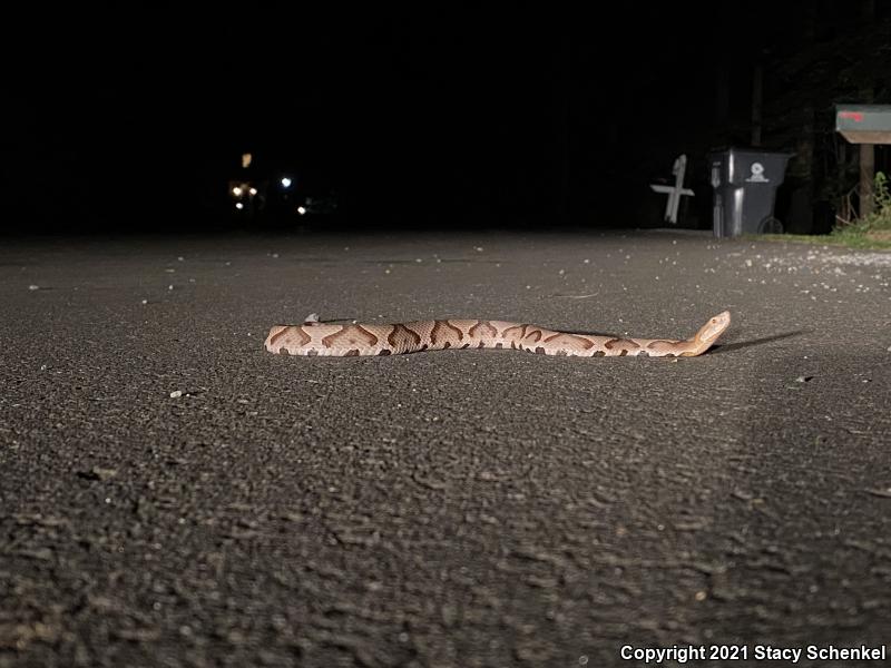 Copperhead (Agkistrodon contortrix)