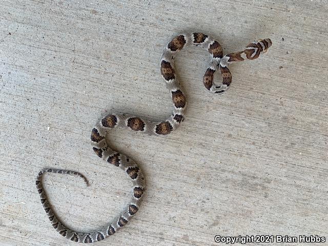 Sonoran Lyresnake (Trimorphodon biscutatus lambda)