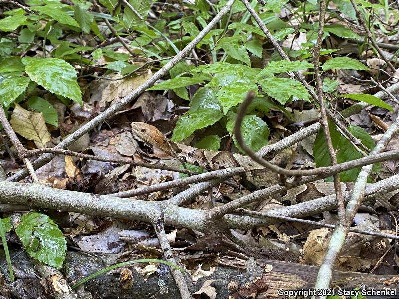 Copperhead (Agkistrodon contortrix)