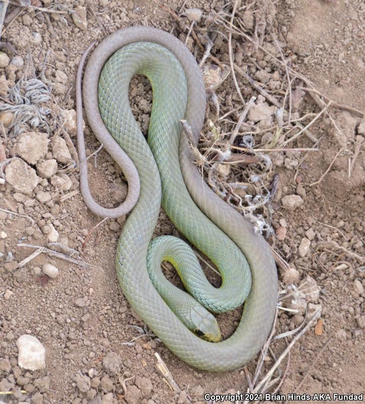 Eastern Yellow-bellied Racer (Coluber constrictor flaviventris)