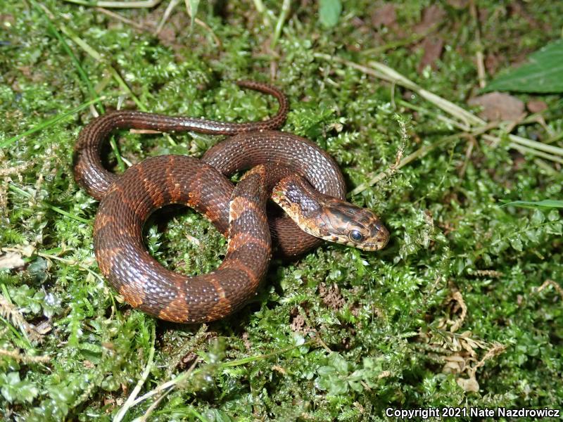 Northern Watersnake (Nerodia sipedon sipedon)