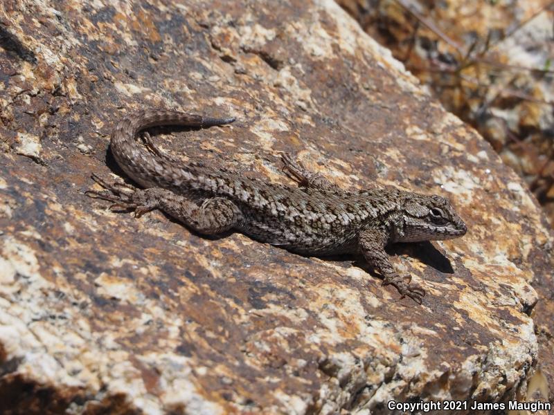 Coast Range Fence Lizard (Sceloporus occidentalis bocourtii)