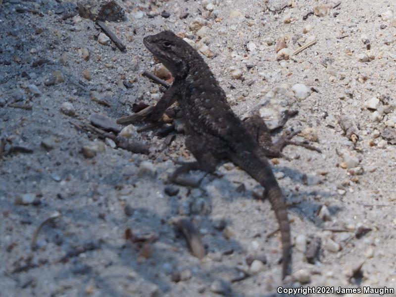 Coast Range Fence Lizard (Sceloporus occidentalis bocourtii)