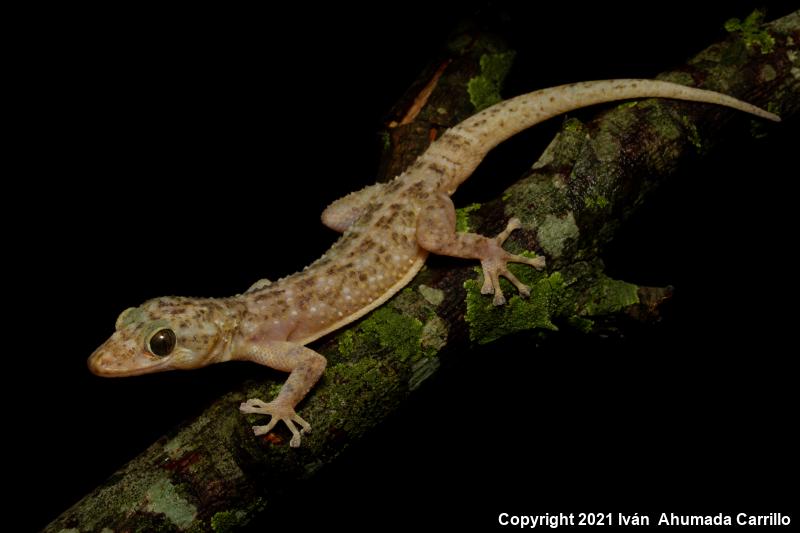 Leaf-toed Geckos (Phyllodactylus)
