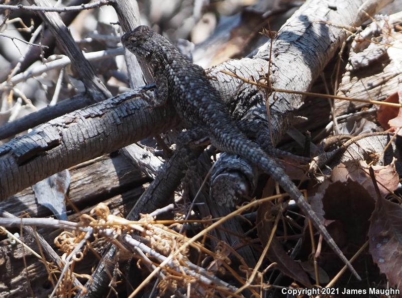 Coast Range Fence Lizard (Sceloporus occidentalis bocourtii)