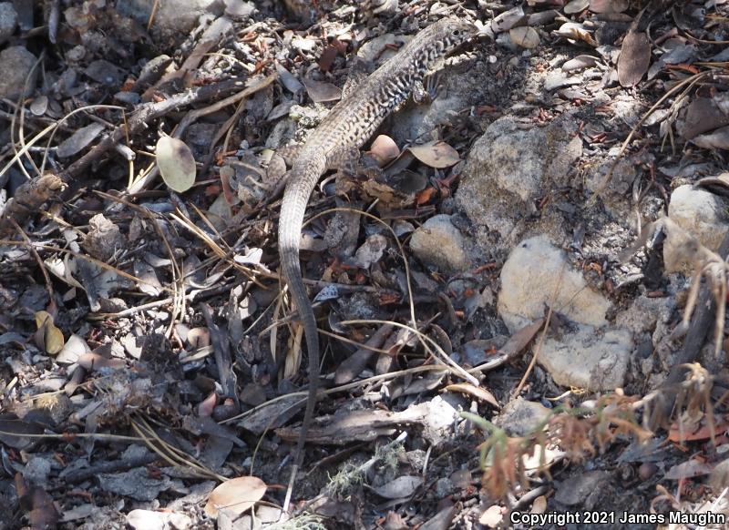 California Whiptail (Aspidoscelis tigris munda)