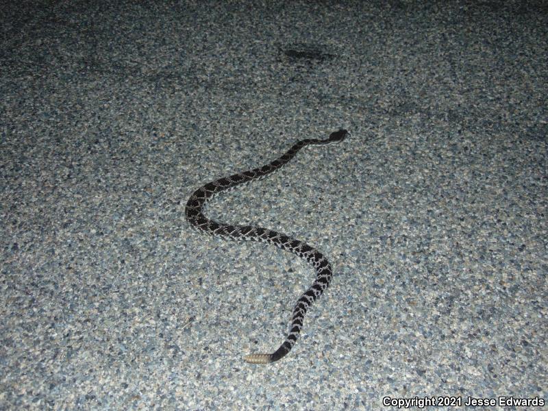 Southern Pacific Rattlesnake (Crotalus oreganus helleri)