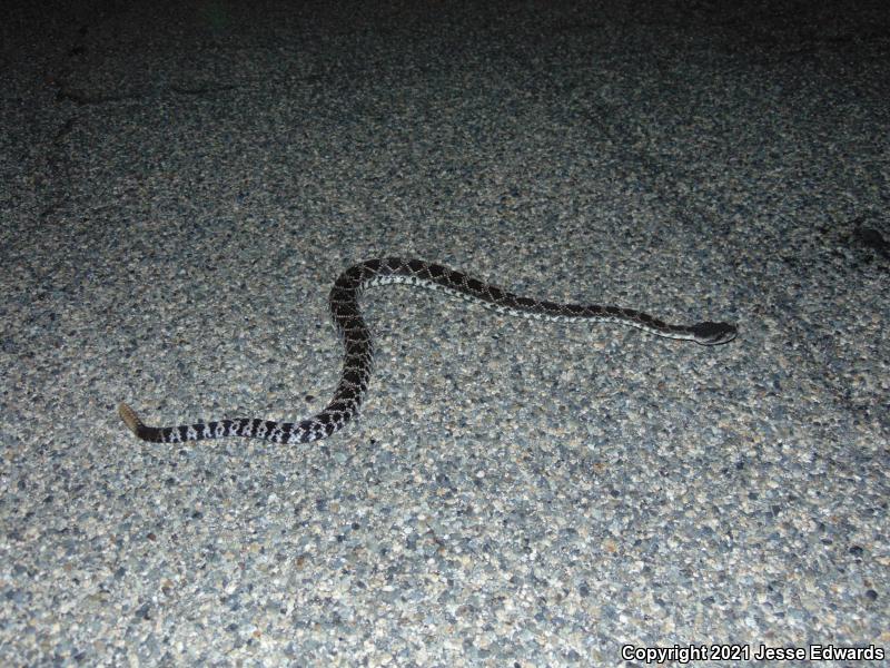 Southern Pacific Rattlesnake (Crotalus oreganus helleri)