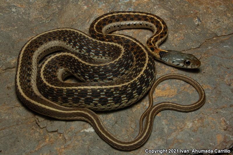 Black-necked Gartersnake (Thamnophis cyrtopsis)