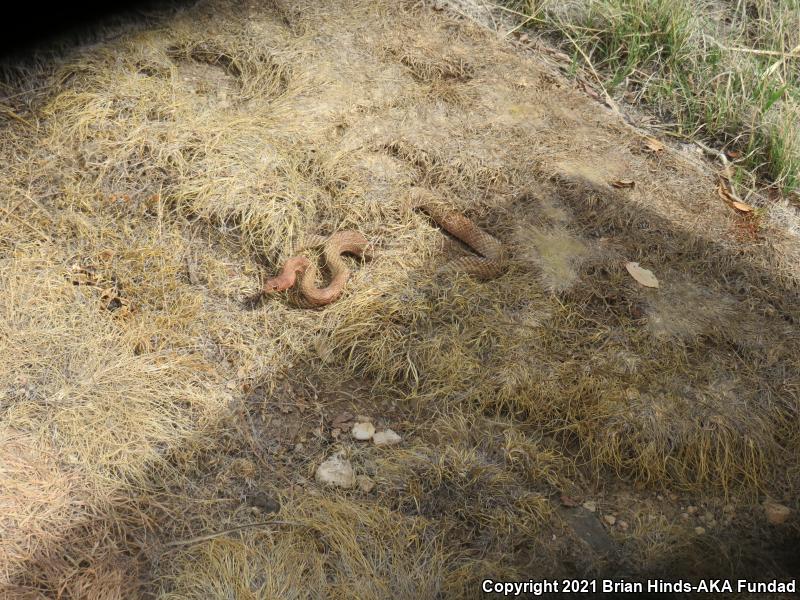 Western Coachwhip (Coluber flagellum testaceus)