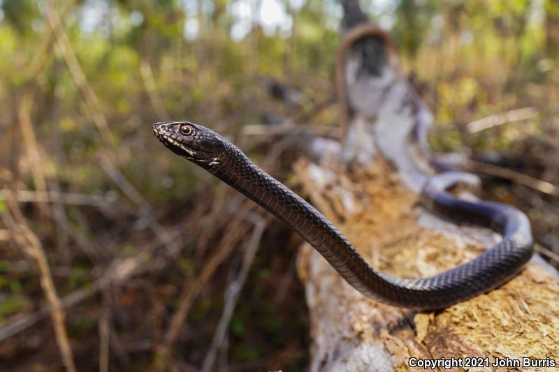 Eastern Coachwhip (Coluber flagellum flagellum)