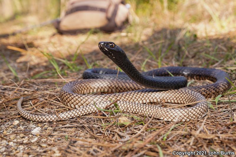 Eastern Coachwhip (Coluber flagellum flagellum)